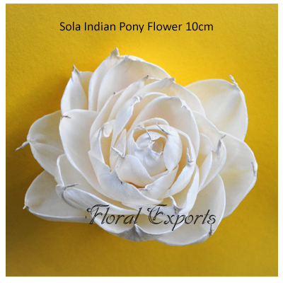 Sola Indian Pony Flower 10cm Sola Flowers - Bulk Purchase
