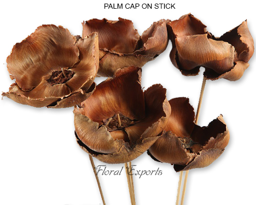 PALM CAP ON STICK - Dry Flowers India