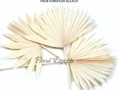 PALM SUNSPEAR BLEACH – Dry Floral Wholesale