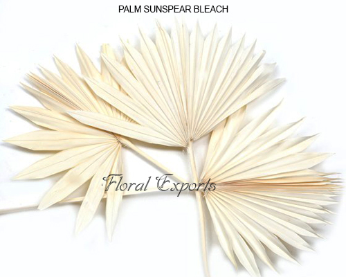 PALM SUNSPEAR BLEACH - Dry Floral Wholesale