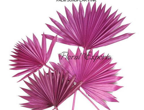 PALM SUNSPEAR PINK – Dry Floral Bulk Purchase