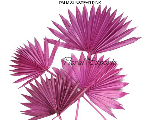 PALM SUNSPEAR PINK - Dry Floral Bulk Purchase