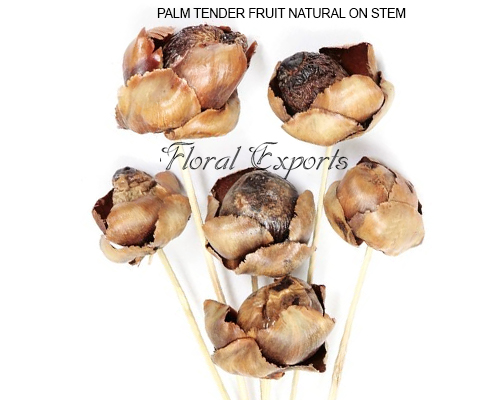 PALM TENDER FRUIT NATURAL ON STEM - Dry Floral Manufacturer