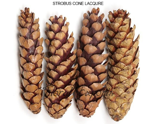 STROBUS CONE LACQURE - Dried Flowers Purchase