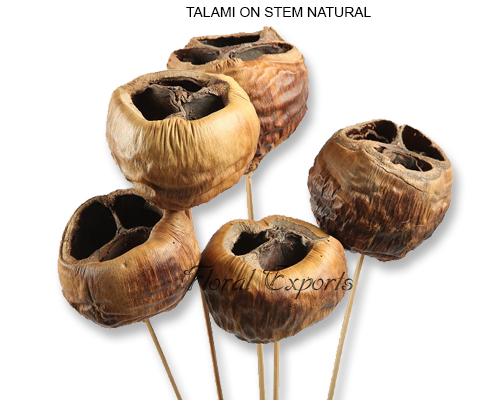 TALAMI ON STEM NATURAL - Dried Flowers Wholesale