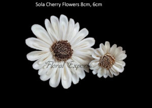 Where to buy Sola Wood Flowers